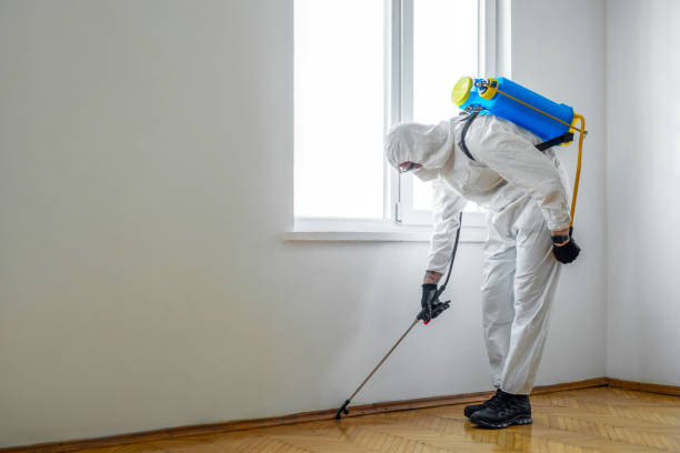 Best Wasp Removal Services  in Broad Creek, NC