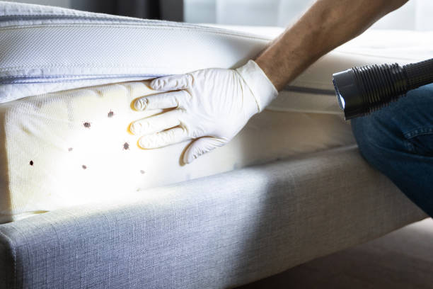 Best Ant Control Services  in Broad Creek, NC