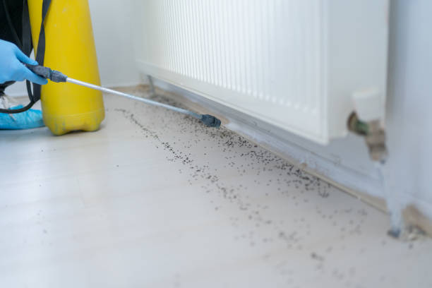 Best Flea Control Services  in Broad Creek, NC