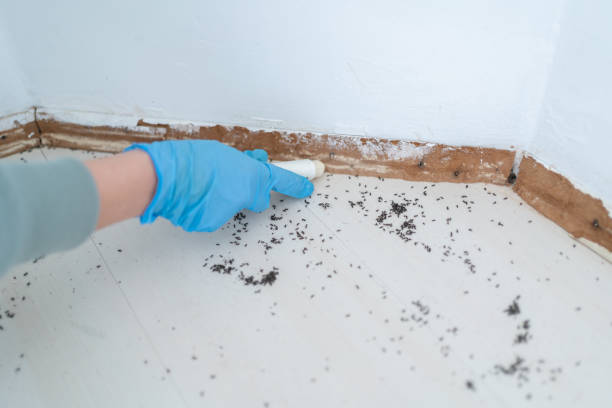 Best Pest Prevention Services  in Broad Creek, NC
