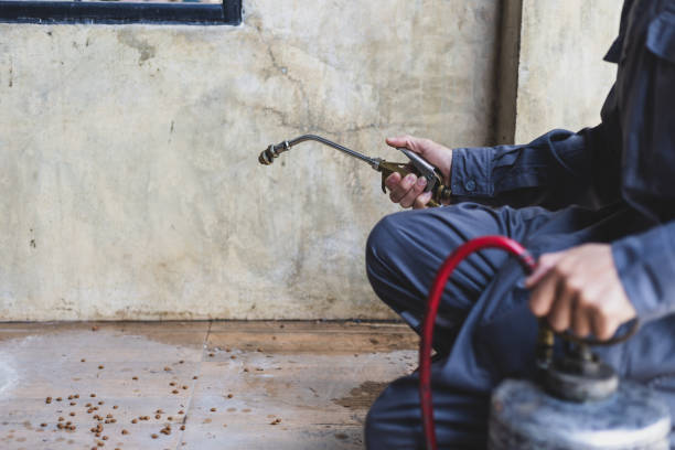 Best Rat Extermination Near Me  in Broad Creek, NC